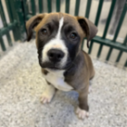 Synapse Announces Exciting Client Offer: Free Puppies for All New Clients!