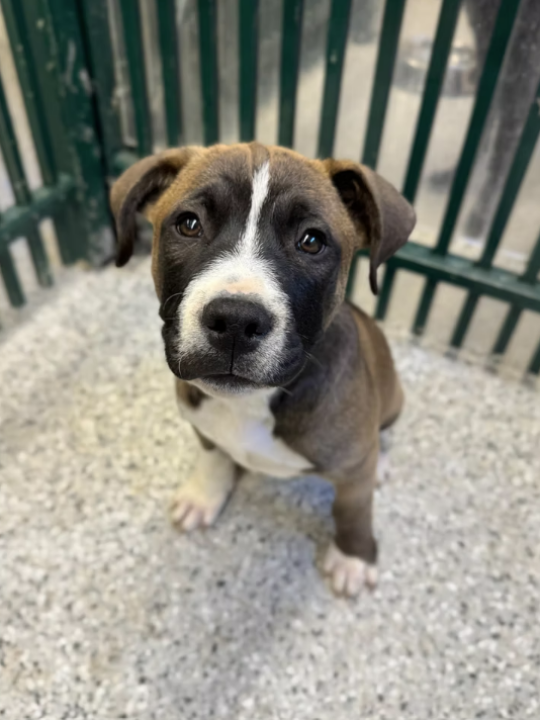 Synapse Announces Exciting Client Offer: Free Puppies for All New Clients!